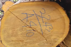 Galeri (45) Galeri (45)